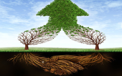 Can a partnership have branches?